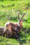 Male of Alpine ibex standing on green pasture near Chamonix in French Alps captured on vertical picture. Wild goat, horns.