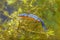 Male Alpine Newt Swimming through Water Vegetation