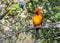 Male Altamira Oriole in a Texas Puddle