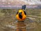 Male Altamira Oriole in a Texas Puddle