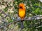 Male Altamira Oriole in a Texas Puddle