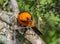 Male Altamira Oriole in a Texas Woodland