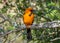 Male Altamira Oriole in a Texas Woodland