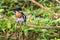 Male Amazon kingfisher - Chloroceryle amazona