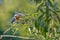 Male Amazon Kingfisher, Chloroceryle Amazona, sits on the branch with a fish in its beak, Porto Jofre, Pantanal, Brazil