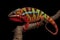 Male Ambilobe panther chameleon on a branch on a black background