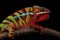 Male Ambilobe panther chameleon on a branch on a black background