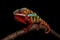 Male Ambilobe panther chameleon on a branch on a black background