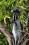 Male American Anhinga Preening its Feathers