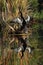 Male American Anhinga and Reflection in Water