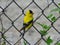 Male American Goldfinch Bird Perched on Chain Link Fence