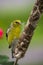 Male American Goldfinch gathering nesting material from a cat tail