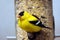 Male American goldfinch looking