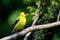 Male American Goldfinch Perched in a Tree