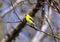 Male american goldfinch perched in the tree