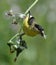 A male American goldfinch Spinus tristis feeding