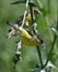 A male American goldfinch Spinus tristis feeding