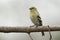 Male American Goldfinch in Spring Moult