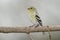 Male American Goldfinch in Spring Moult