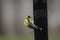 A male American Goldfinch on a thistle birdfeeder in Wiscosnin