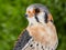 Male American kestrel or falcon with a green background