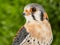 Male American kestrel or falcon with a green background