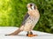 Male American kestrel or falcon with a green background