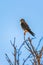 Male American kestrel in Flamingo Campground.Everglades National Park.Florida.USA