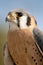 Male American Kestrel looking at camera