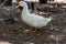 Male American Pekin duck