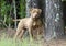 Male American Pitbull Terrier dog, pet adoption photography