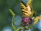 Male American Tiger Swallowtail Butterfly