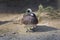 Male American Wigeon, Anas americana