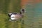 Male American Wigeon, Anas americana with colorful reflections