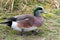 Male American Wigeon portrait