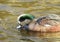 Male American Wigeon Swimming Duck