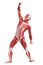 Male anatomy of muscular system