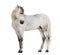 Male Andalusian, 7 years old, also known as the Pure Spanish Horse or PRE, looking right