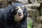 Male andean bear