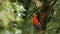 Male of Andean Cock-of-the-rock Rupicola peruvianus lekking and dyplaing in front of females