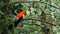 Male of Andean Cock-of-the-rock Rupicola peruvianus lekking and dyplaing in front of females