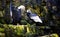 Male Andean condor with the open wings before a bird female