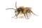 Male Andrena Minin Bee