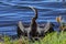 Male Anhinga Bird Sunning