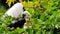 Male Anhinga on branch & two chicks in nest