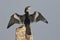 Male Anhinga calling as it spreads its wings to dry