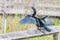 Male Anhinga drying wings on a boardwalk fence.Anhinga trail.Everglades National Park.Florida.USA