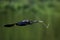 Male Anhinga In Flight