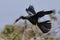 Male anhinga in flight over a wooded pond