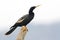 Male Anhinga Perched on a Stump - Panama